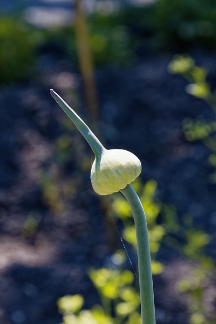 Jardin Botanique de la Bastide-063